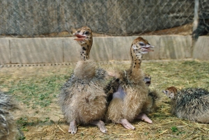 マヨルカ島：アルテストルズ - ダチョウ牧場のチケット入場