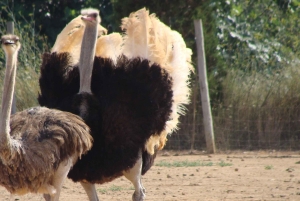 マヨルカ島：アルテストルズ - ダチョウ牧場のチケット入場