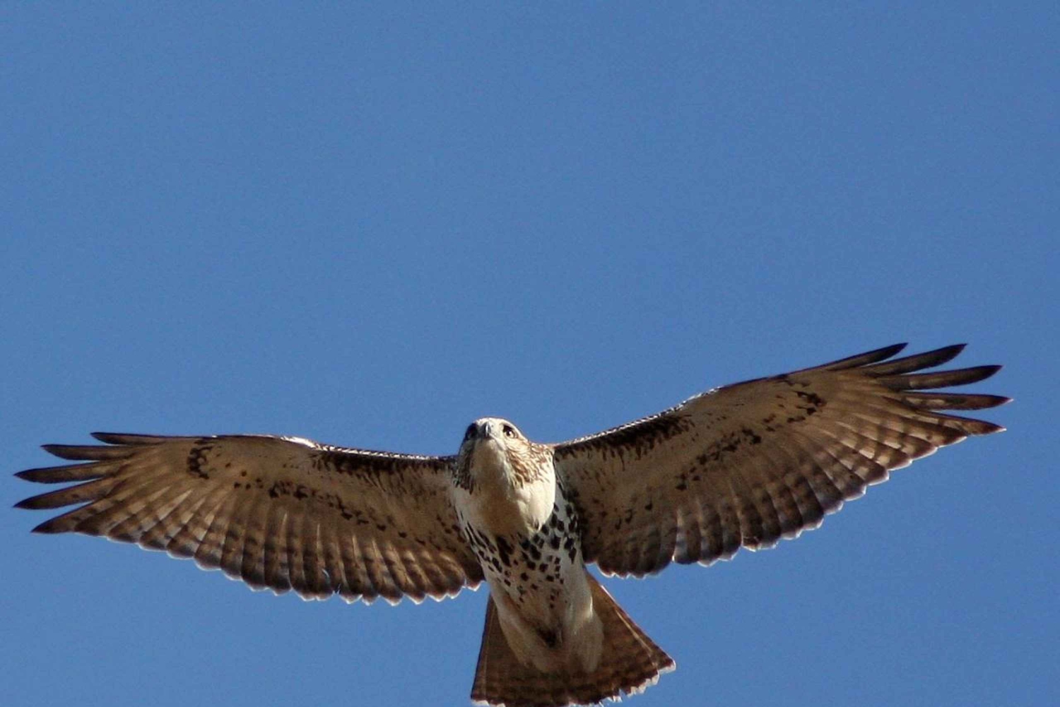 Majorque : Excursion en bateau sur l'île de Dragonera + Sant Elm