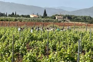 Mallorca: Bodega Butxetin viinitarha- ja viinitilakierros ja maistelu