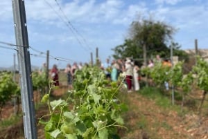 Mallorca: Bodega Butxetin viinitarha- ja viinitilakierros ja maistelu