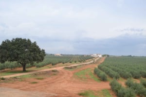 Mallorca: Bodega & oliiviöljy Minibussikierros maisteluineen