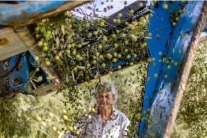 Mallorca: Bodega- og olivenolie-minibustur med smagsprøver