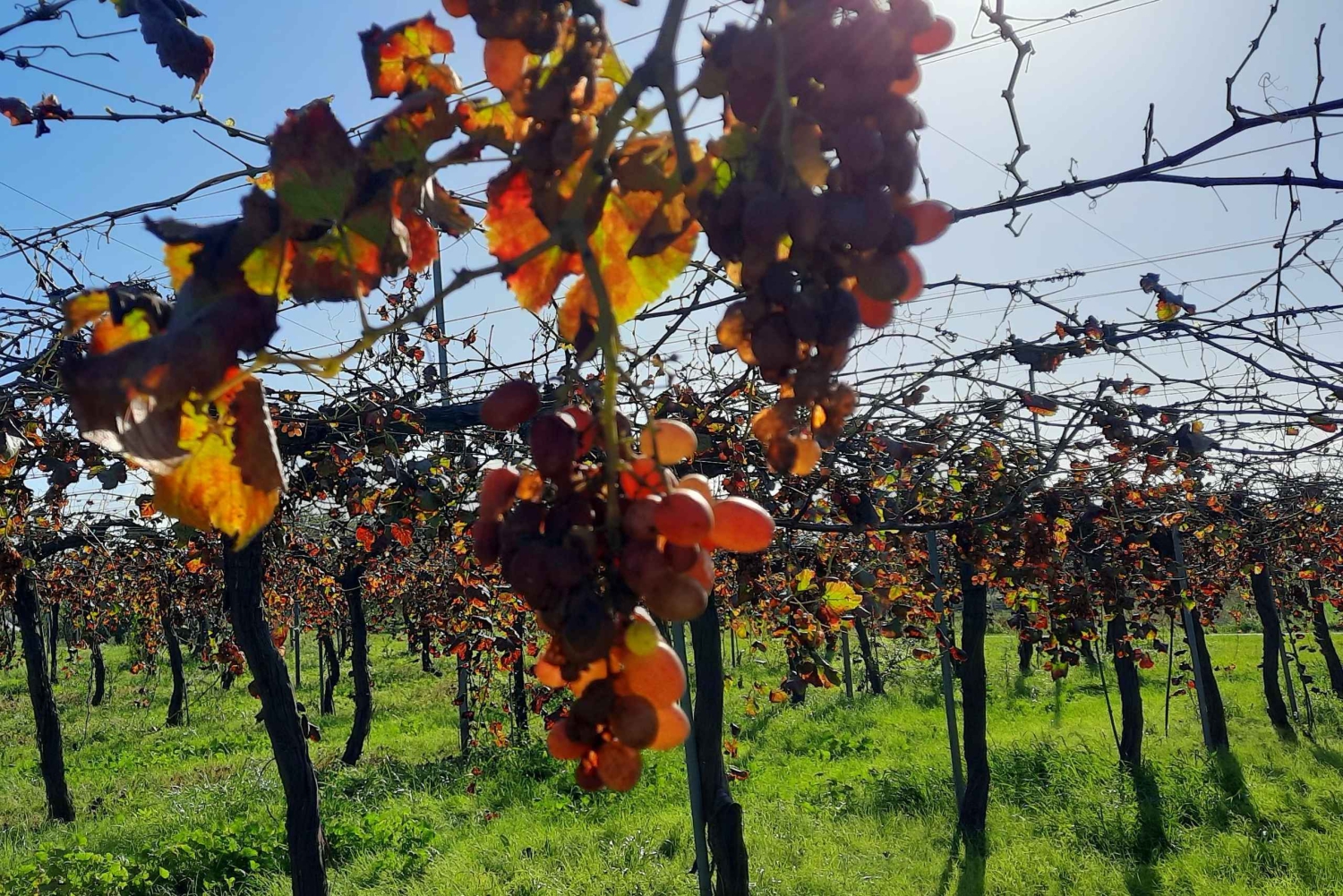 Majorka: Wycieczka minibusem po winnicach i gajach oliwnych z degustacją wina/oliwy