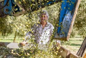 Majorka: Wycieczka minibusem po winnicach i gajach oliwnych z degustacją wina/oliwy