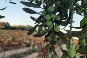 Majorka: Wycieczka minibusem po winnicach i gajach oliwnych z degustacją wina/oliwy