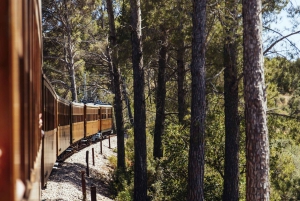 Tur med buss, trikk, tog og båt på Mallorca med polsk guide