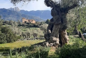 Majorka: Cap & Cava - Formentor, Pollença, Lluc - Wycieczka