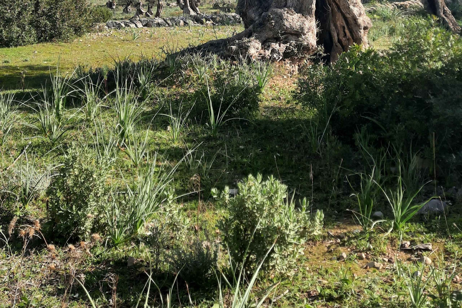 Mallorca: Cap & Cava - Excursão de microônibus para Formentor - ALEMÃO