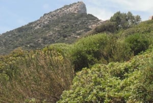 Mallorca: Cruise to Dragonera Island & Andratx Port