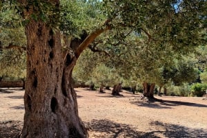 Mallorca: Day Trip to Hidden Gems of Tramuntana with Lunch