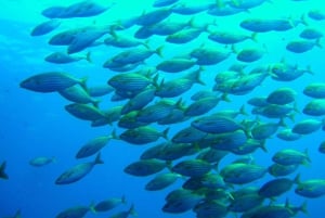 Mallorca: Entdecken Sie das Tauchen vom Strand aus