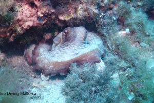 Mallorca: Discover Scuba Diving from the boat