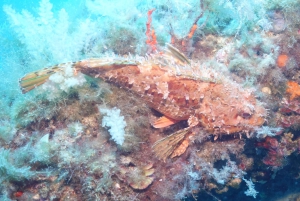 Mallorca: Discover Scuba Diving from the boat