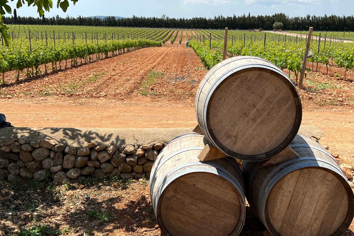 Mallorca: Upptäck de hemliga skatterna i det lokala vinet