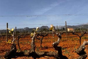 Majorque : Découvrez les trésors secrets du vin local