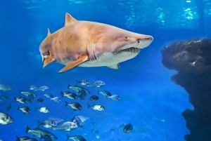 Palma de Mallorca: Shark Dive at Palma Aquarium