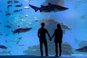 Palma de Mallorca: Shark Dive at Palma Aquarium