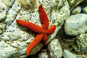 Майорка: дайвинг без лицензии с инструктором с лодки — Кап-де-Форментор