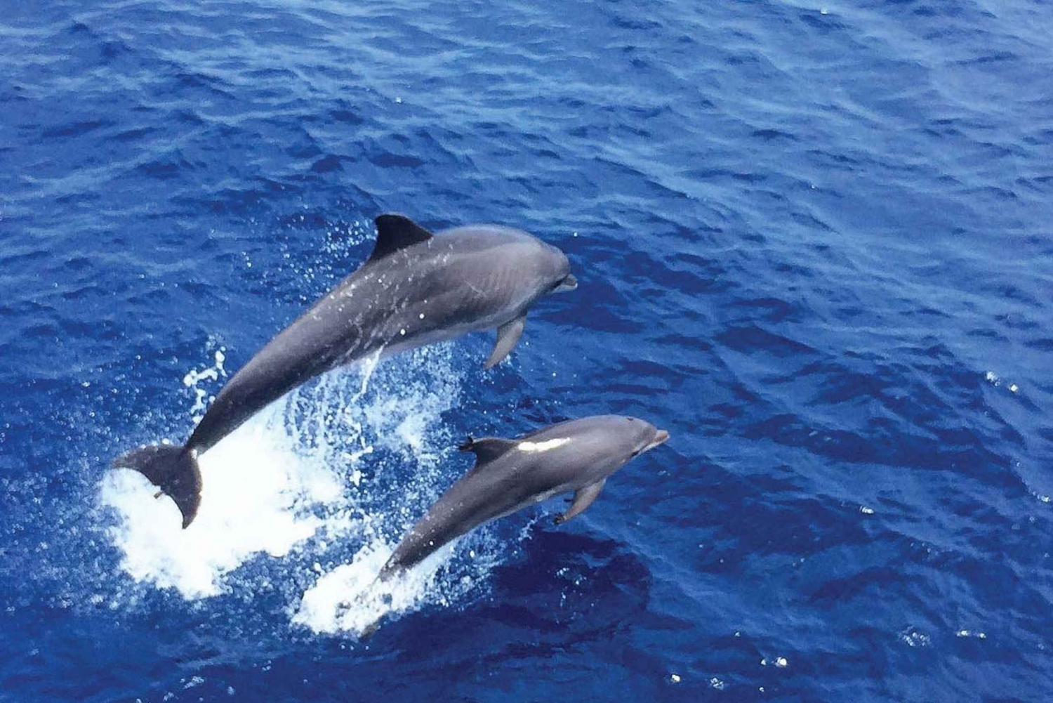 Mallorca: Dolphin Watching Boat Tour with Transfer