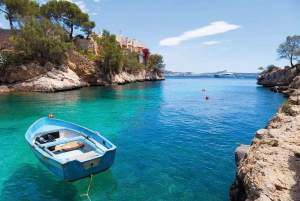 Mallorca: Dolphin Watching Boat Tour with Transfer