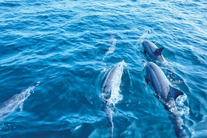 Mallorca: 3-Hour Morning Dolphin Watching Cruise