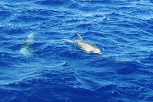 Mallorca: 3-Hour Morning Dolphin Watching Cruise