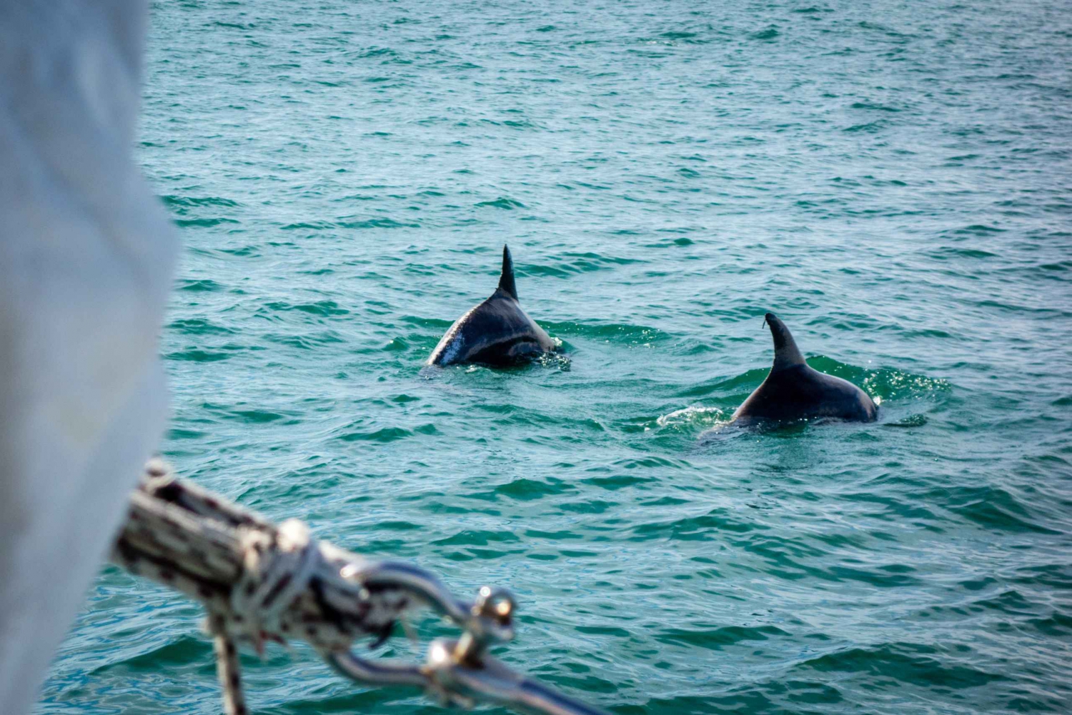 Mallorca: Dolphin Watching Glass Bottom Boat Tour