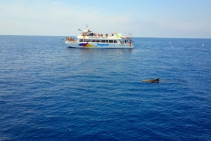 Mallorca: Dolphin Watching Glass Bottom Boat Tour