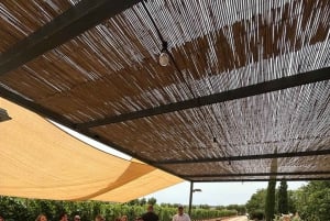 Mallorca: Exclusive wine tour with breakfast, wine tasting, and paella