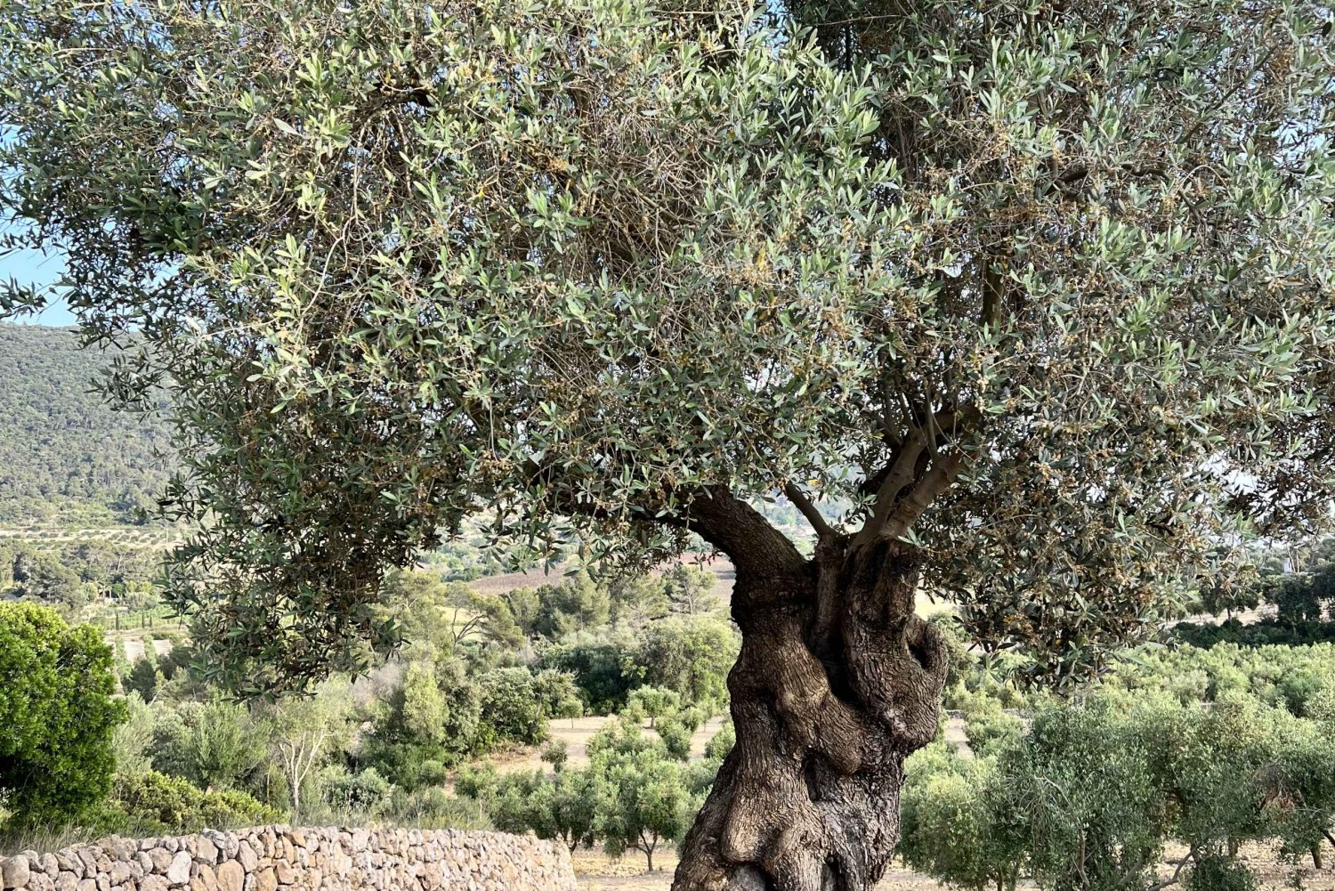 Mallorca Flavours Tour: Oranges, olive oil and wine