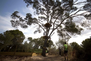 Mallorca: Forestal Park Family or Sport Course Adventure