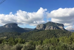 Mallorca: Heldags vingårdstur med en liten gruppe