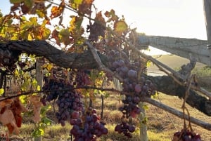 Mallorca: Heldagstur til en vingård med en sommelier