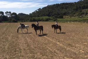 Mallorca: Guidet ridetur i Randa-dalen