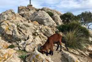 Vandring på Alcúdia-halvön