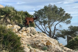 Vandring på Alcúdia-halvön