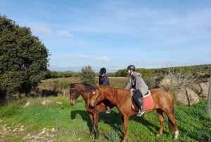 Mallorca: Aktivitet med hester, Antikke Mallorca