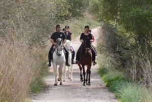 Mallorca: Guidet ridetur i Randa-dalen