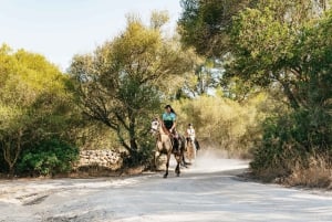 Mallorca: Utflykt med ridning och vinprovning