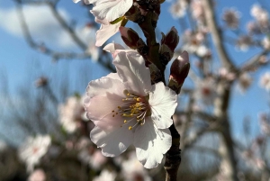 Maiorca: caminhadas guiadas individualmente, cidade, costa, amendoeiras em flor