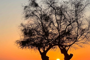 Maiorca: caminhadas guiadas individualmente, cidade, costa, amendoeiras em flor