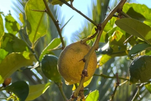 Maiorca: caminhadas guiadas individualmente, cidade, costa, amendoeiras em flor