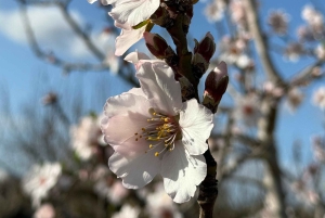 Mallorca: individuellt guidade vandringsturer, stad, kust, mandelblomma