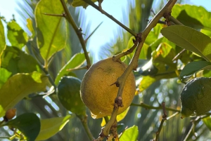 Mallorca: individuellt guidade vandringsturer, stad, kust, mandelblomma