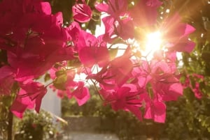 Maiorca: Tour Instafamous por Palma e pela costa norte