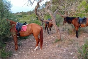 Mallorca: , Mallorcansk solnedgång, ridning, med drycker