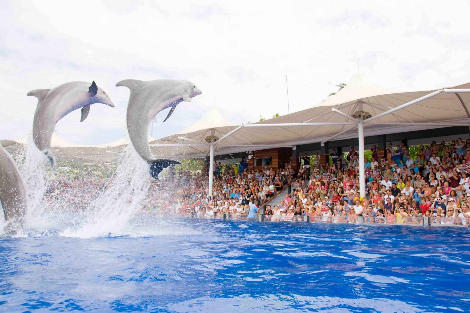 Mallorca: Marineland Tickets with Transfers from the North