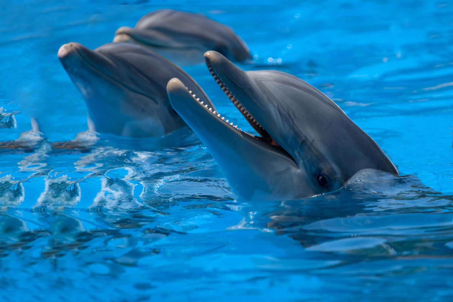マヨルカ北部からの送迎付きマリンランドチケット