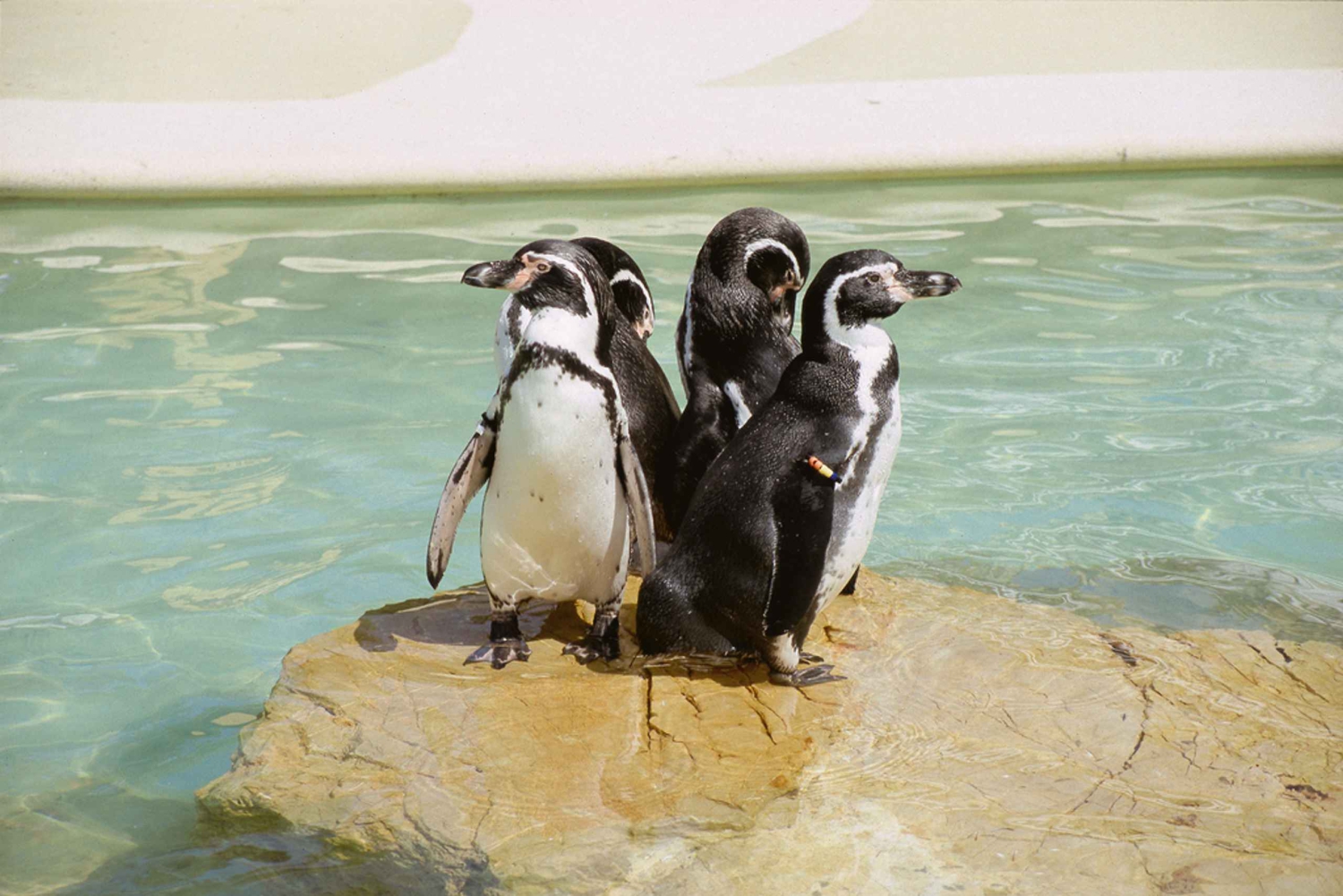 マヨルカ北部からの送迎付きマリンランドチケット